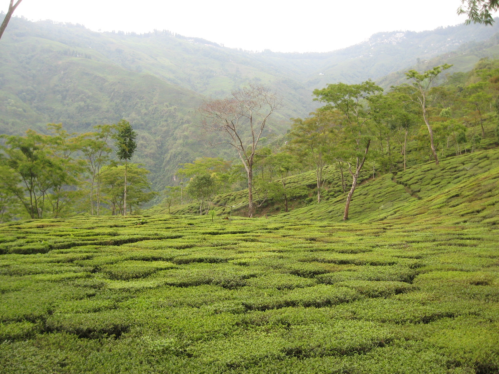 ORIGIN AND TERROIR - 大吉嶺之華