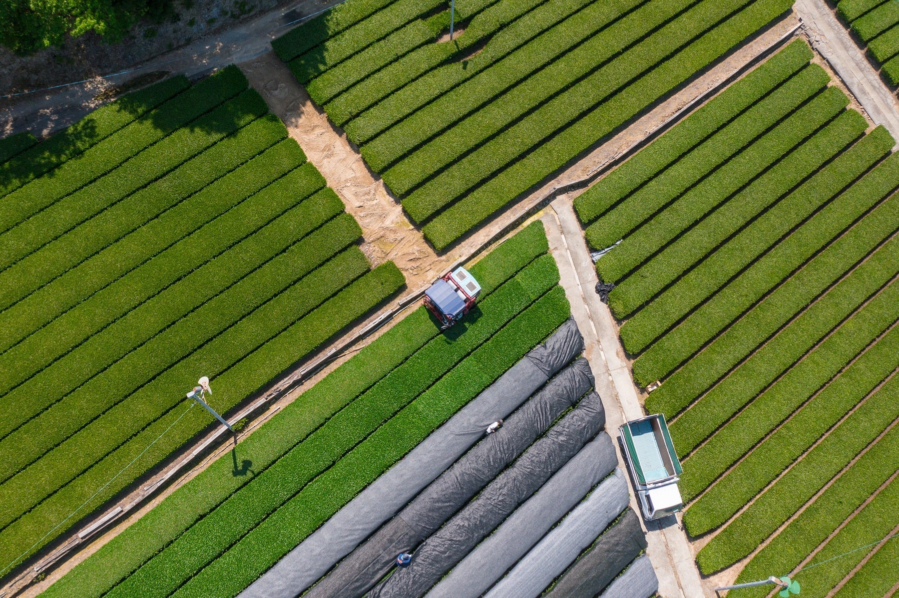 Tea Garden Image 4
