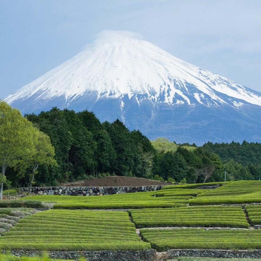ORIGIN AND TERROIR - HOJICHA